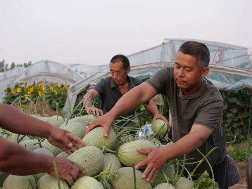 人才村吃瓜,揭秘乡村新风尚